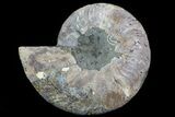 Cut Ammonite Fossil (Half) - Agatized #78333-1